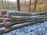 Holz frisch im Wald geschlagen